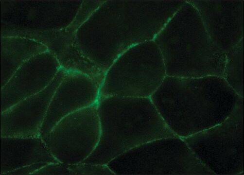 Monoklonalna anty-Uvomorulin/E-Cadherin clone DECMA-1, purified from hybridoma cell culture