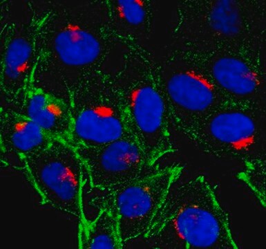 Anti-MPR300/IGF-2R/CD222-Antikörper, Klon 2C2 clone 2C2, from mouse