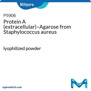 Protein&#160;A (extracellular)–Agarose from Staphylococcus aureus lyophilized powder