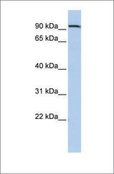 Anti-AHRR antibody produced in rabbit affinity isolated antibody