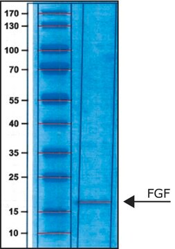 線維芽細胞成長因子-塩基性 FGF-Basic, from human, recombinant, expressed in E. coli, carrier free