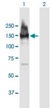 Anti-LARP1 antibody produced in mouse purified immunoglobulin, buffered aqueous solution