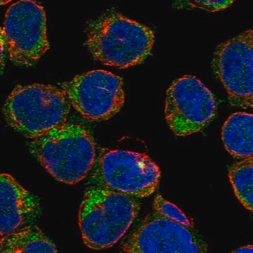 Anti-Stap1 Antibody Produced In Rabbit Prestige Antibodies&#174; Powered by Atlas Antibodies, affinity isolated antibody, buffered aqueous glycerol solution