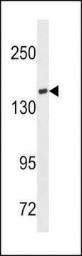 ANTI-TIAM1(C-TERMINAL) antibody produced in rabbit affinity isolated antibody, buffered aqueous solution