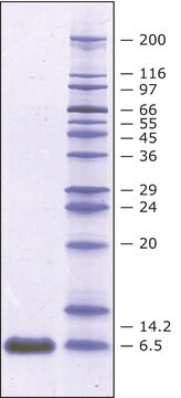 Aprotinin Nicotiana tobacco, >= 5TIU/mg protein, >= 98 % SDS-PAGE | 9087-70-1 recombinant, expressed in Nicotiana (tobacco), &#8805;5&#160;TIU/mg protein, &#8805;98% (SDS-PAGE)