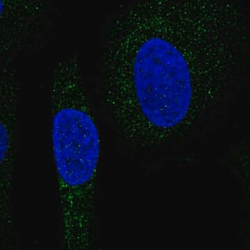 Anti-SNX24 antibody produced in rabbit Prestige Antibodies&#174; Powered by Atlas Antibodies, affinity isolated antibody