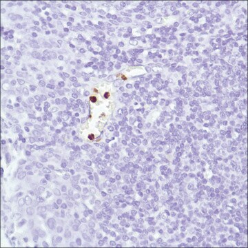 中性粒细胞弹性蛋白酶抗体，兔单克隆 clone SP203, recombinant, expressed in proprietary host, affinity isolated antibody