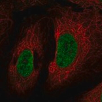 Anti-CHD9 antibody produced in rabbit Prestige Antibodies&#174; Powered by Atlas Antibodies, affinity isolated antibody, buffered aqueous glycerol solution