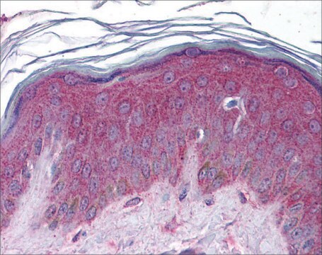 Anti-APC2 antibody produced in rabbit affinity isolated antibody