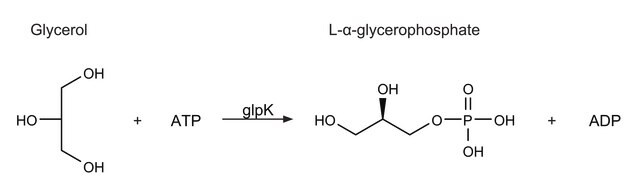 甘油激酶 来源于大肠杆菌 300-600&#160;units/mL, ammonium sulfate suspension