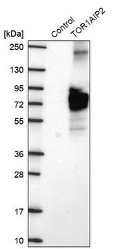 Anti-TOR1AIP2 antibody produced in rabbit Prestige Antibodies&#174; Powered by Atlas Antibodies, affinity isolated antibody, buffered aqueous glycerol solution