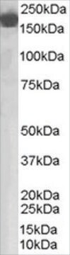 抗補体因子H ヤギ宿主抗体 affinity isolated antibody, buffered aqueous solution