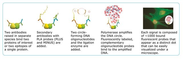 Duolink&#174; In Situ Eindeckmittel mit DAPI