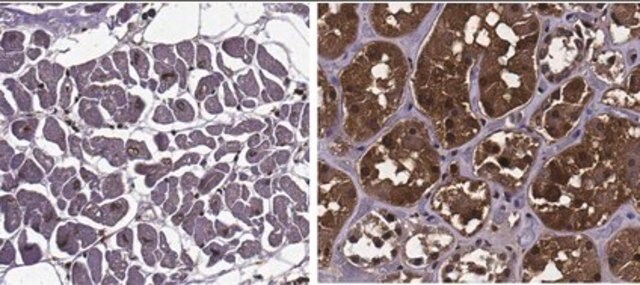 Anti-MPST Antibody, clone 1H10.1 clone 1H10.1, from mouse