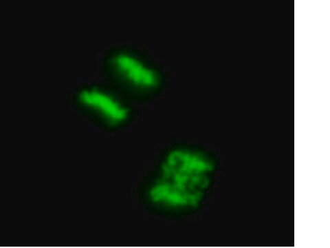 Biocapteur lentiviral LentiBrite Histone H2B-GFP