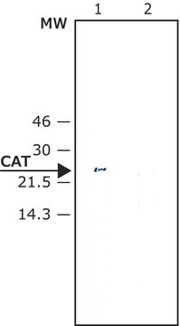 抗クロラムフェニコールアセチルトランスフェラーゼ (CAT) ウサギ宿主抗体 IgG fraction of antiserum, buffered aqueous solution