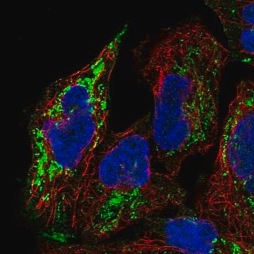 Anti-PGM2L1 antibody produced in rabbit Prestige Antibodies&#174; Powered by Atlas Antibodies, affinity isolated antibody