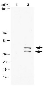 Anticorps anti-phospho-MAP Kinase 1/2 (Erk 1/2) (Thr185/Tyr187), clone AW39 clone Aw39, Upstate&#174;, from rabbit