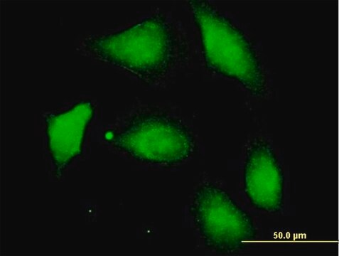 Anti-PPM1F antibody produced in mouse purified immunoglobulin, buffered aqueous solution