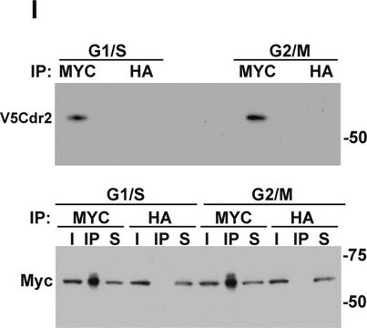 Anti-c-Myc antibody produced in rabbit ~0.5&#160;mg/mL, affinity isolated antibody, buffered aqueous solution