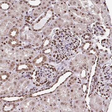 Anti-HOXA9 antibody produced in rabbit Prestige Antibodies&#174; Powered by Atlas Antibodies, affinity isolated antibody, buffered aqueous glycerol solution