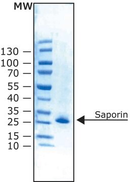 サポリン Saponaria officinalis（サボンソウ）種子由来 lyophilized powder