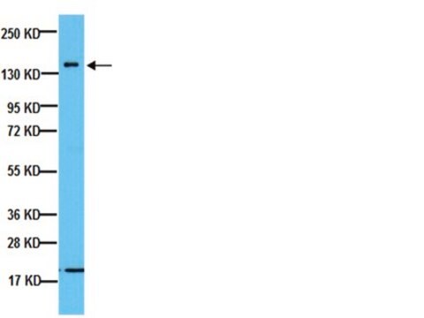 Anticuerpo anti-neurofilamento de 160&nbsp;kDa, clon NN18 clone NN18, Chemicon&#174;, from mouse