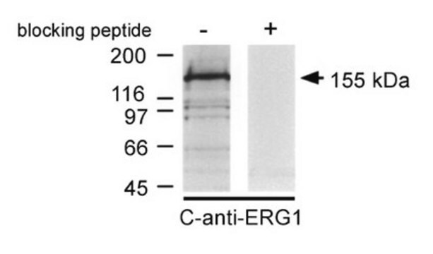 Anti-Kaliumkanal-ERG1-Antikörper, C-Terminus Chemicon&#174;, from rabbit