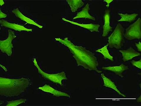 Monoclonal Anti-ABCC2 antibody produced in mouse clone 2H6, purified immunoglobulin, buffered aqueous solution