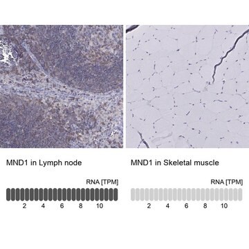 Anti-MND1 Prestige Antibodies&#174; Powered by Atlas Antibodies, affinity isolated antibody