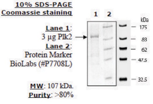 PLK2 Active human recombinant, expressed in baculovirus infected insect cells, &#8805;60% (SDS-PAGE)