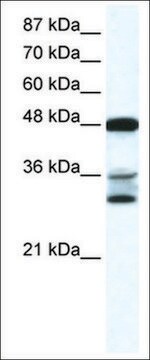 Anti-TNFSF10 antibody produced in rabbit affinity isolated antibody