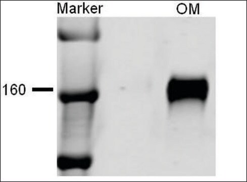 Anti-SLC12A1 antibody produced in rabbit 1&#160;mg/mL, affinity isolated antibody