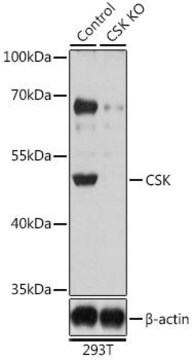 Anti-CSK antibody produced in rabbit