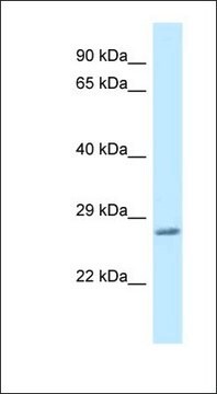 Anti-VAMP7 antibody produced in rabbit affinity isolated antibody