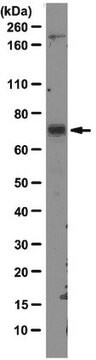 Anticuerpo anti-MDM2, clon 3G9 clone 3G9, from mouse