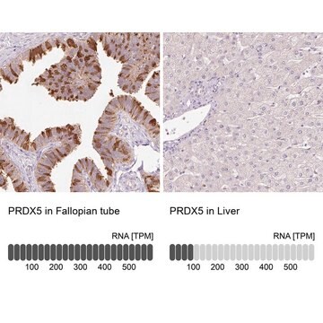 Anti-PRDX5 antibody produced in rabbit Prestige Antibodies&#174; Powered by Atlas Antibodies, affinity isolated antibody, buffered aqueous glycerol solution