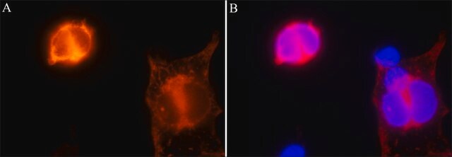 小鼠抗CRISPR/Cas9单克隆抗体 clone 7A9-3A3, purified from hybridoma cell culture