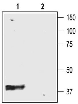 Anti-Potassium Channel Kir4.1 Antibody Chemicon&#174;, from rabbit