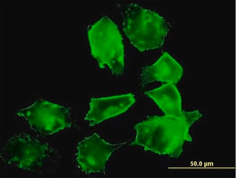 Anti-CD55 antibody produced in mouse purified immunoglobulin, buffered aqueous solution