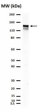 Anti-phospho-STAT2 (Tyr689) Antibody Upstate&#174;, from rabbit