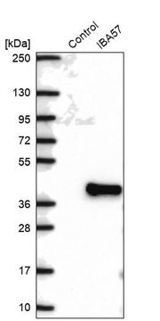 Anti-IBA57 antibody produced in rabbit Prestige Antibodies&#174; Powered by Atlas Antibodies, affinity isolated antibody, buffered aqueous glycerol solution