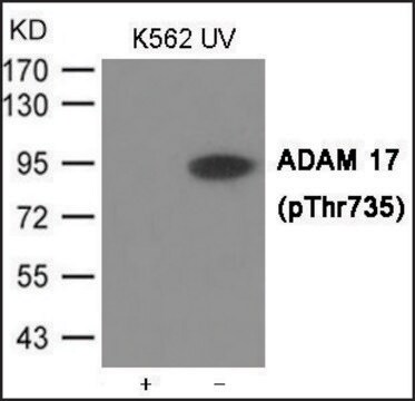 Anti-phospho-ADAM 17 (pThr735) antibody produced in rabbit affinity isolated antibody