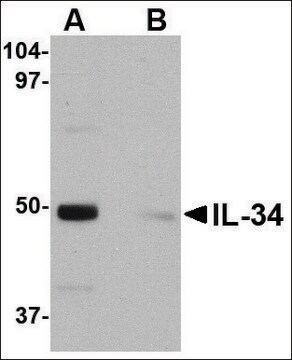 Anti-IL-34 (ab2) antibody produced in rabbit affinity isolated antibody, buffered aqueous solution