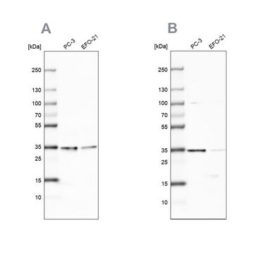 Anti-DNAJC9 antibody produced in rabbit Prestige Antibodies&#174; Powered by Atlas Antibodies, affinity isolated antibody, buffered aqueous glycerol solution