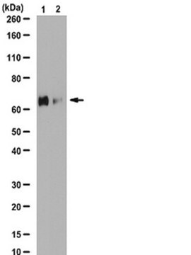 Anti-Phospho-PLK1(Ser137)-Antikörper from rabbit, purified by affinity chromatography