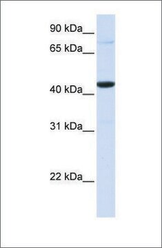 抗FOS抗体(ab1) ウサギ宿主抗体 affinity isolated antibody