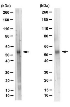 Anti-TAZ Antibody, clone 11 clone 11, from mouse