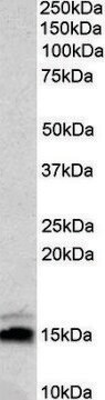 Anti-NRGN antibody produced in goat affinity isolated antibody, buffered aqueous solution