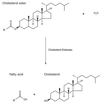 Cholesterin-Esterase aus Pseudomonas fluorescens lyophilized powder, &#8805;10,000&#160;units/g protein